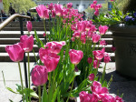 Bryant Park Tulips in New York City