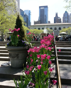 Tulips in bloom in Bryant Park in New York City