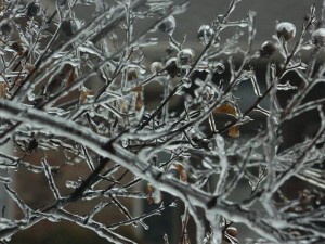 Frozen Branch in Fort Smith, AR